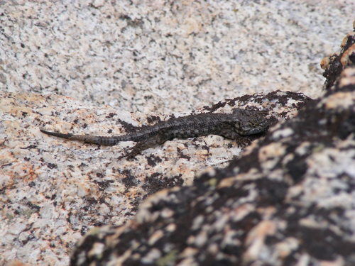 iNaturalist observation photo of Western Fence Lizard