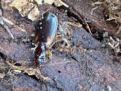Cymindis
