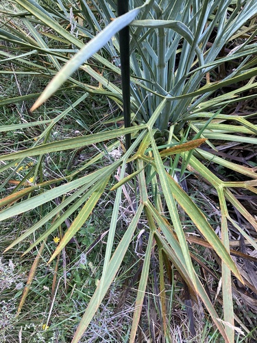 Aciphylla scott-thomsonii, photograph 2