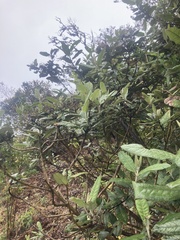 Ageratina asclepiadea