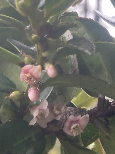 Symplocos theiformis