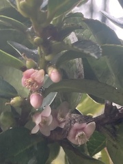 Symplocos theiformis