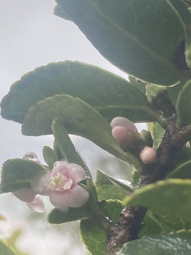 Symplocos theiformis, photograph 2