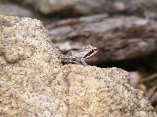 iNaturalist observation photo of Pacific chorus frog