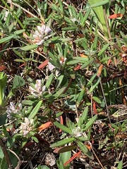 Polygonum paronychia