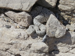 Crotalus lepidus
