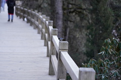 Periparus rubidiventris