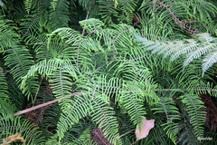 Gleichenia dicarpa