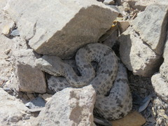 Crotalus lepidus