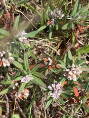 Polygonum paronychia