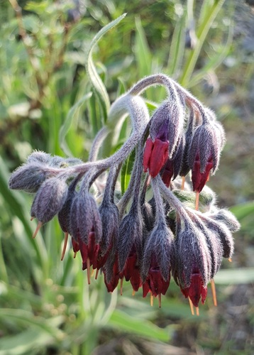 Lindelofia stylosa