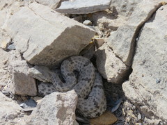Crotalus lepidus