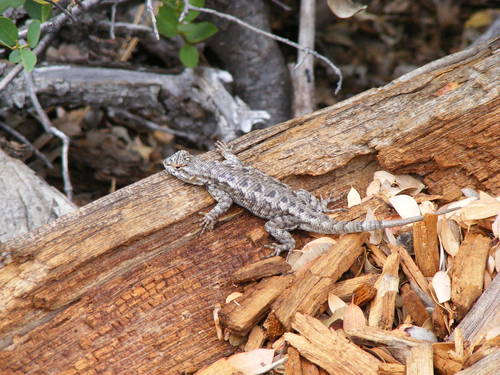 iNaturalist observation photo of Western Fence Lizard