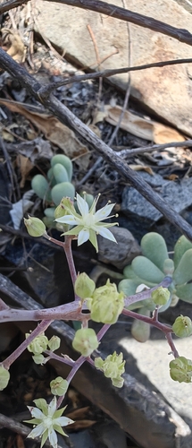 Sedum allantoides