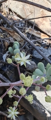 Sedum allantoides