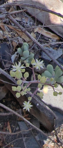 Sedum allantoides, photograph 2