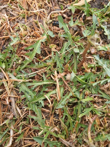 Taraxacum leucanthum, photograph 6