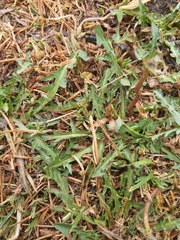 Taraxacum leucanthum, photograph (c) Urgamal Magsar, some rights reserved (CC BY)