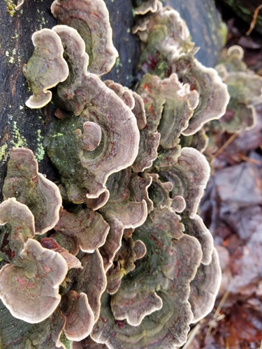 False Turkey-Tail