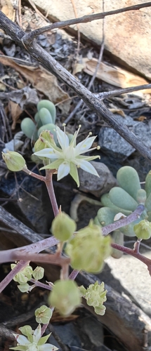 Sedum allantoides, photograph 3