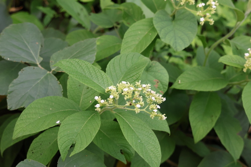 Heliotropium verdcourtii, 2026-07-09