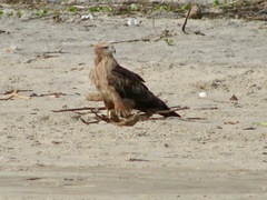 Haliastur indus indus