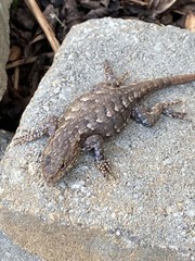 Sceloporus undulatus