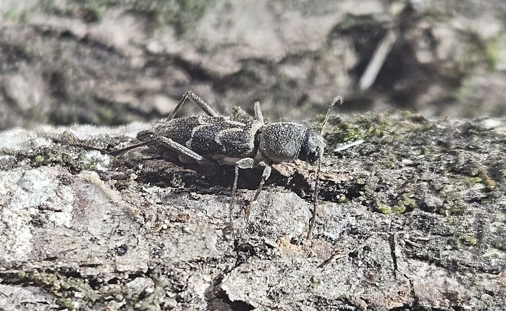 Pseudosphegesthes bubeniki