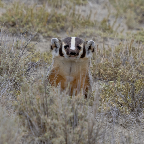 American Badger photographed in Wyoming