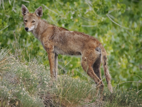 Coyote photographed in Colorado