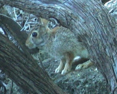 Sylvilagus floridanus