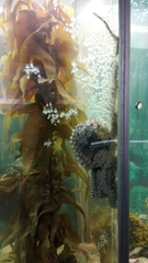 Macroctopus maorum
