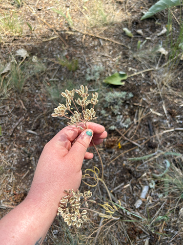 Lomatium triternatum observed 2026-07-09