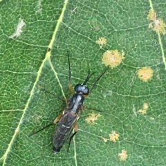 Phycus brunneus