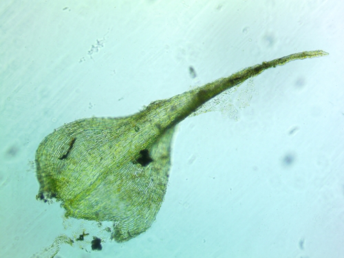 Campylium chrysophyllum observed 2026-06-28