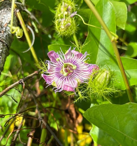 Passiflora ciliata, photograph 2