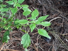 Parietaria debilis