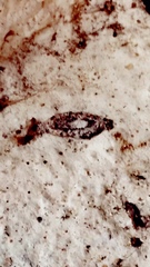 Tipulomorpha