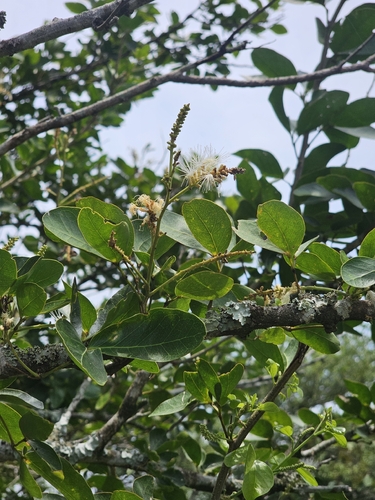 Pithecellobium lanceolatum, photograph 1