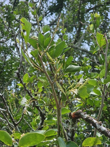Pithecellobium lanceolatum, photograph 2