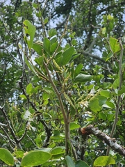 Pithecellobium lanceolatum, photograph (c) Erick Vélez Sánchez, some rights reserved (CC BY)