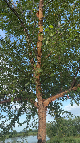 river birch