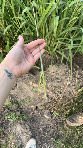 eastern gamagrass