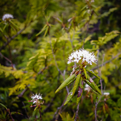 Rhododendron groenlandicum