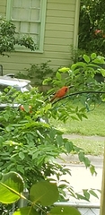 Cardinalis cardinalis