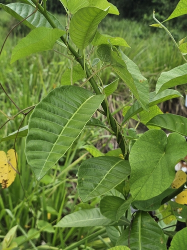 Tabernaemontana alba, photograph 4
