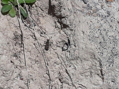Neocicindela