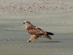 Haliastur indus indus
