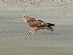 Haliastur indus indus