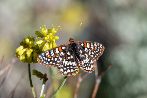 iNaturalist observation photo of Variable Checkerspot